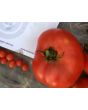 Tomato 'Oregon Spring'