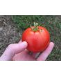 Tomato 'New Yorker' Seeds (Certified Organic)
