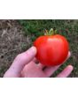 Tomato 'New Yorker' Seeds (Certified Organic)