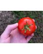 Tomato 'New Yorker' Seeds (Certified Organic)