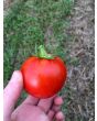 Tomato 'New Yorker' Seeds (Certified Organic)