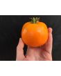 Tomato 'Moonglow' 