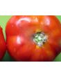 Tomato 'Crimson Cushion'