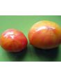 Tomato 'Walter's Candy Stripe' 