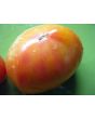 Tomato 'Walter's Candy Stripe' 