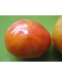 Tomato 'Walter's Candy Stripe' 