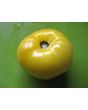 Tomato 'Great White'
