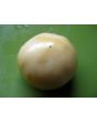 Tomato 'Great White'