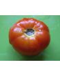 Tomato 'Peron Sprayless' 