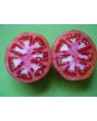 Tomato 'Peron Sprayless' 