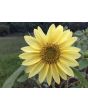 Sunflower 'Lemon Queen' 