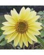 Sunflower 'Lemon Queen' 