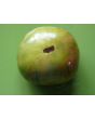 Tomato 'Absinthe' Seeds (Certified Organic)