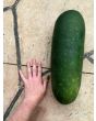 Mao Qua AKA Fuzzy Gourd 