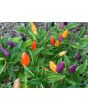 Hot Pepper ‘NuMex Twilight’ 