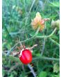 Litchi Tomato AKA Morelle de Balbis 