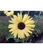 Sunflower 'Lemon Queen' 
