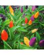 Hot Pepper ‘NuMex Twilight’ 