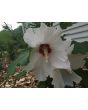 White/Red Rose of Sharon Seeds (Certified Organic)