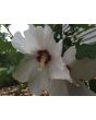 White/Red Rose of Sharon Seeds (Certified Organic)