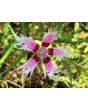 Sweet William 'Spooky Mixed' 