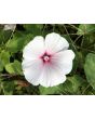 Mallow 'Dwarf White Rose Stripe' AKA ‘Dwarf Pink Blush’ 