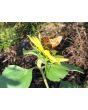 Sunflower 'Lemon Queen' 