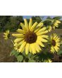 Sunflower 'Lemon Queen' 