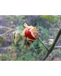 Litchi Tomato AKA Morelle de Balbis 