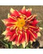 Dahlia, Mixed Colors