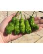 Hot Pepper ‘Red Peter’ 
