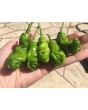 Hot Pepper ‘Red Peter’ 