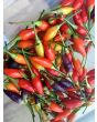Hot Pepper ‘NuMex Twilight’ 