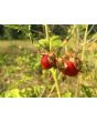 Litchi Tomato AKA Morelle de Balbis 