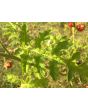 Litchi Tomato AKA Morelle de Balbis 