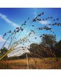 Multi-Color Broom Corn