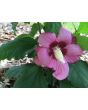 Rose of Sharon Mixed Colors Seeds (Certified Organic)