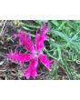 Sweet William 'Spooky Mixed' 