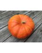 Pumpkin 'Cinderella' Seeds (Certified Organic) 