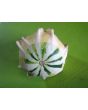 The Ultimate Gourd Seed Mix