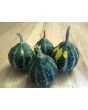 The Ultimate Gourd Seed Mix
