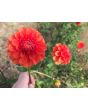 Dahlia 'Red Pompon' Tubers - Shipping 2025 Spring - Harvested on our Farm - USDA Certified Organic