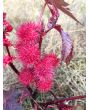 Castor Bean 'Impala' 
