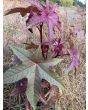 Castor Bean 'Impala' 