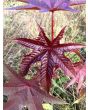 Castor Bean 'Impala' 