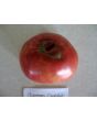 Tomato 'Amazon Chocolate'