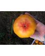Tomato 'Marvel Stripe' 