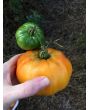 Tomato 'Marvel Stripe' 