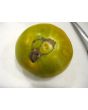 Tomato 'Izumrudnoye Yabloko' AKA 'Emerald Apple' 