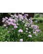 Chives, Common